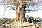 浄蔵寺の大イチョウ-02