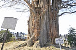 浄蔵寺の大イチョウ-03