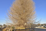 浄蔵寺の大イチョウ-08