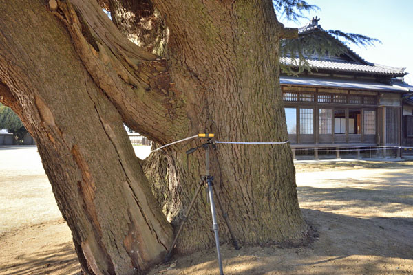 cm-旧中島家住宅のヒマラヤスギ-01