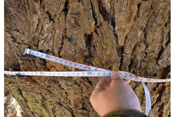 cm-旧中島家住宅のヒマラヤスギ-02