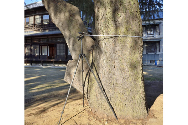 cm-旧中島家住宅のヒマラヤスギ-03