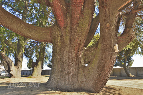 旧中島家住宅のヒマラヤスギ-01