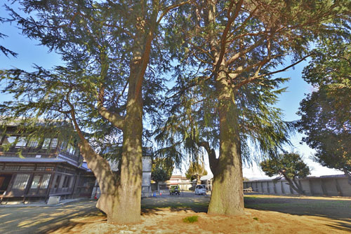 旧中島家住宅のヒマラヤスギ-01