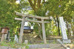 三島神社のシラカシ-03