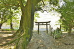 三島神社のシラカシ-06