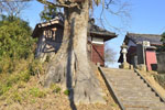 十二所神社のエノキ-02