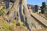 十二所神社のエノキ-03