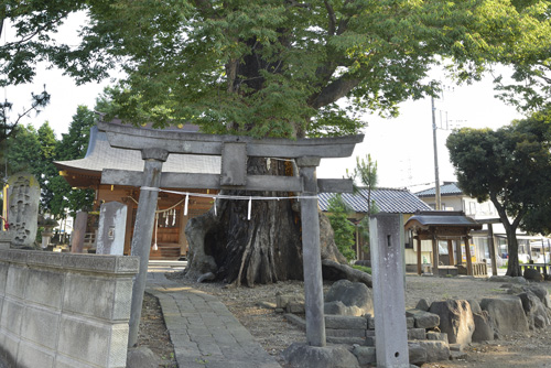 早尾神社の大ケヤキ01