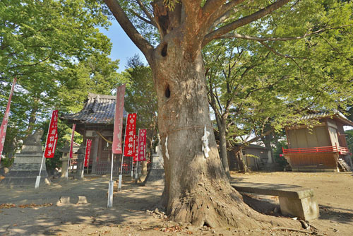 新町諏訪神社のケヤキ-01