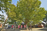 新町諏訪神社のケヤキ-02