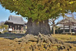 長谷寺のイチョウ-02