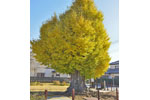 長谷寺のイチョウ-05
