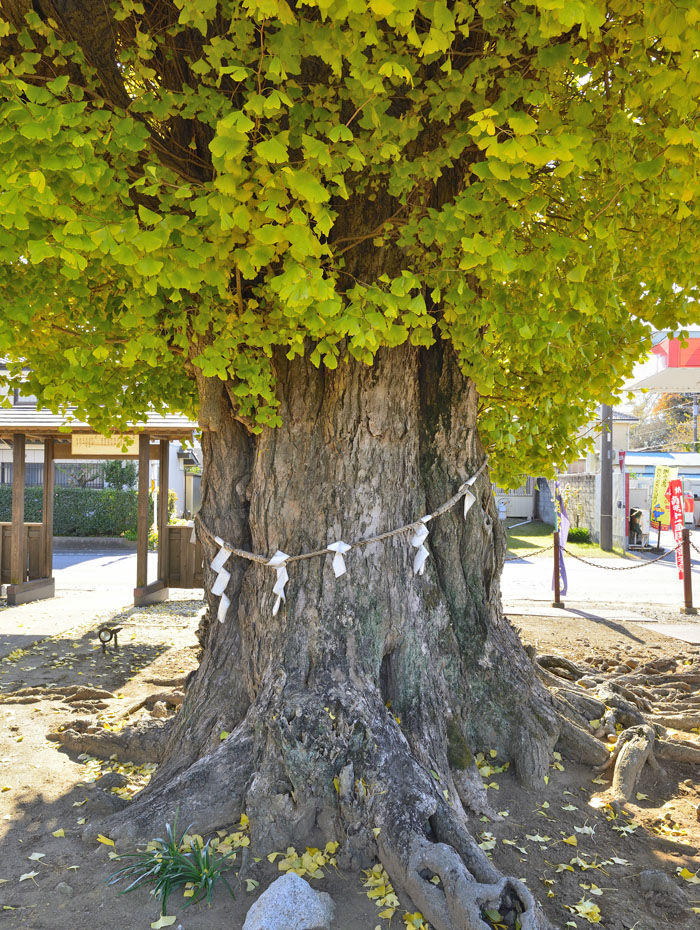 茨城県の巨木 長谷寺のイチョウ