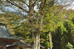 関本神社のケヤキ-08