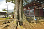 関本神社のケヤキ-09