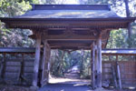 真弓神社の爺杉09