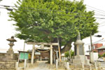 水海道諏訪神社のケヤキ-03