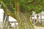 水海道諏訪神社のケヤキ-07