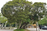 鹿島神宮の巨木たち02