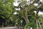 鹿島神宮の巨木たち04