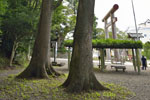鹿島神宮の巨木たち07