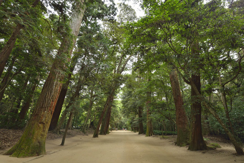 鹿島神宮の巨木たち01