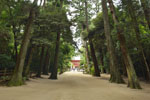 鹿島神宮の巨木たち02