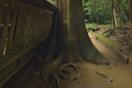 鹿島神宮の巨木たち05