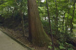 鹿島神宮の巨木たち09