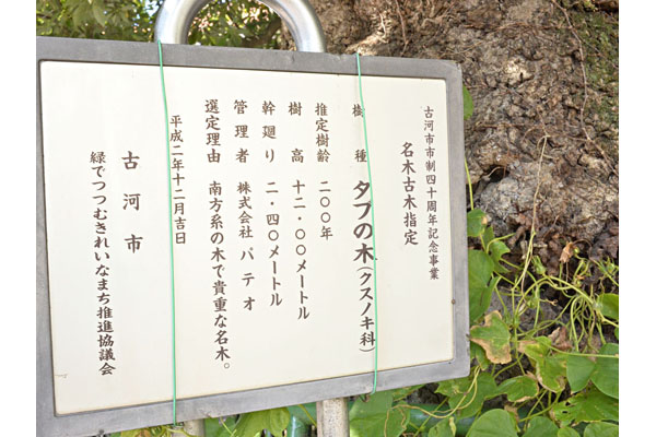 cm-古河城下本陣跡のタブノキ-01