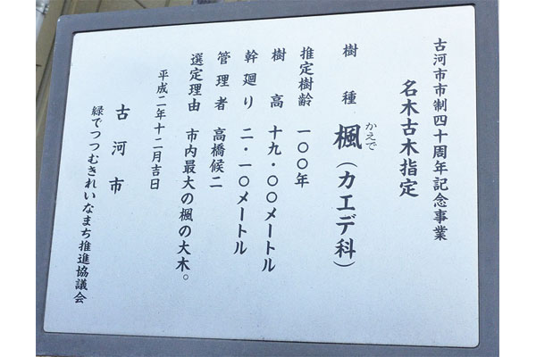 cm-長谷町のトウカエデ-01