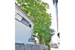 長谷町のトウカエデ-02