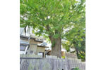 長谷町のトウカエデ-03