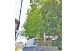 長谷町のトウカエデ-05
