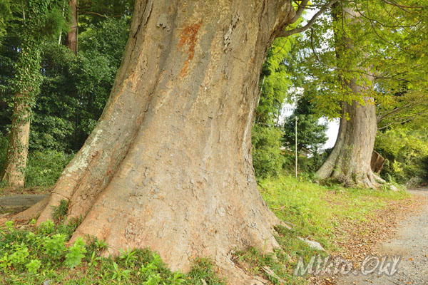 cm-稲田禅房西念寺-01
