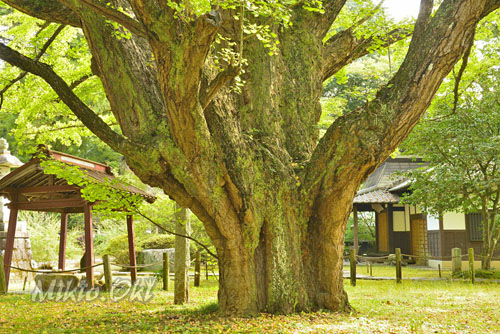 稲田禅房のお葉付イチョウ-01