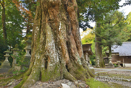 稲田神社のスダジイ-01
