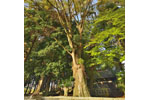 玉日君御本廟のケヤキ-02