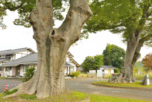 稲田小学校跡のケヤキ-01