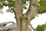 稲田小学校跡のケヤキ-02