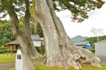 稲田小学校跡のケヤキ-05