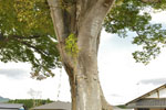 稲田小学校跡のケヤキ-07