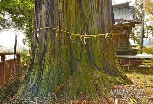 羽梨山神社のスギ-01