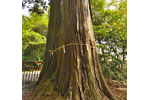 羽梨山神社のスギ-06