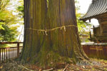 羽梨山神社のスギ-08