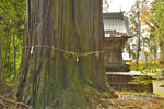 羽梨山神社のスギ-10