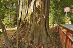 羽梨山神社のスギ-11