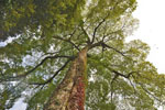 山根池のムクノキ-02