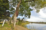 山根池のムクノキ-03